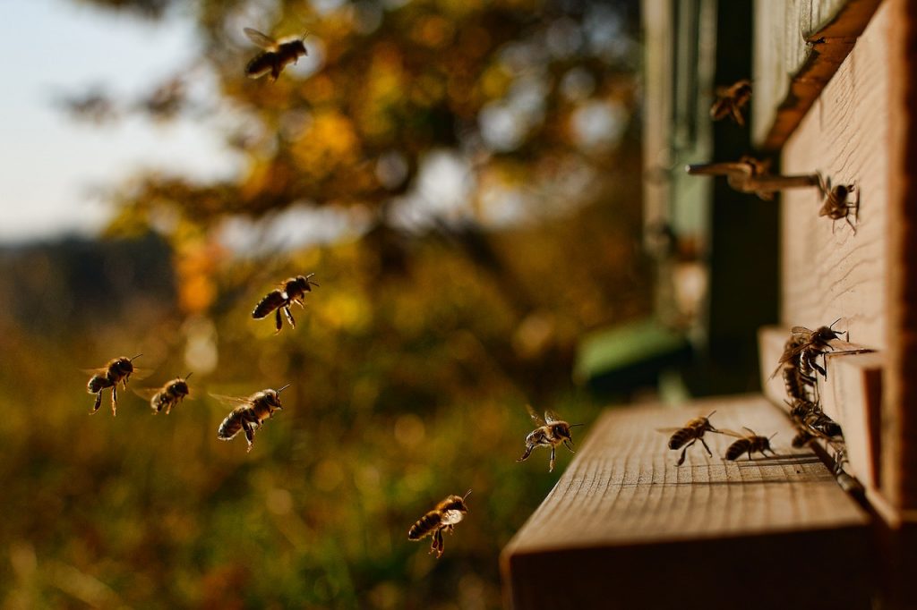 Placering av bikupor