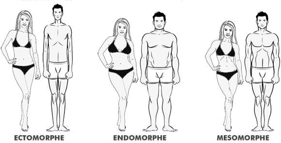 De 3 morfotyperna: ektomorf, endomorf och mesomorf