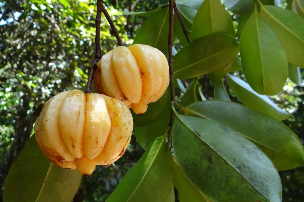 Två garcinia cambogia frukter