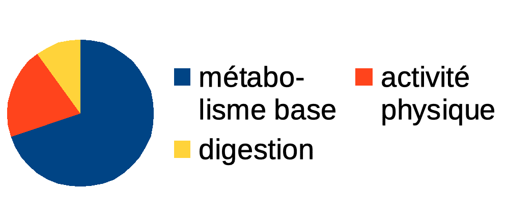 distribution-utgifter-metabolism-matsmältning